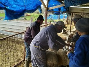 Kırklareli’nde Küçükbaş Hayvanlar Aşılanıyor