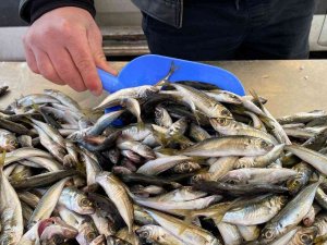 Zonguldak’ta Balıkçılar Teselliyi İstavritte Buldu