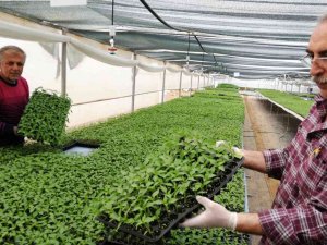 Ata Tohumundan Üretilen Fideye Yoğun Talep