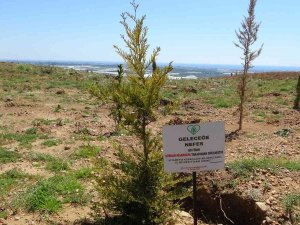 Manavgat’ta Yanan Ormanların Yüzde 70’i Ağaçlandırıldı