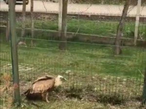 Elazığ’da Yaralı Akbaba Tedavi Altına Alındı