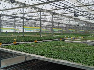 Türkiye’nin Fideleri Samsun’dan