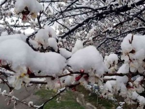 Erzincan’da Çiçek Açan Meyve Ağaçlarını Don Vurdu