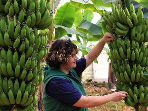 Bir Dönem Lükstü, Şimdi Enflasyona Direnen Meyve Oldu