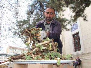 Elazığ’da ’Çiriş’ Ve ’Kenger’ Otu, Tezgahlardaki Yerini Aldı