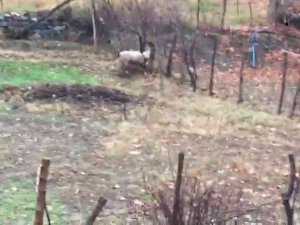 Tellere Takılan Dağ Keçisi Kurtarıldı