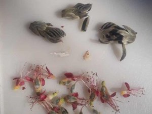 Elazığ’da Çiçek Açan Kaysı Ağaçlarını Don Vurdu
