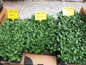 Balkonda Bile Yetişen Sebze Fidelerine İlgi Arttı