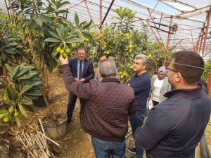 Alanya Yenidünyasında İlk Kez Örtü Altı Hasat Heyecanı Yaşandı
