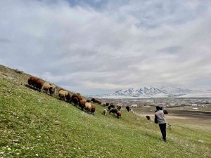 Ağrı’da Baharın Gelmesiyle Koyun Sürüleri Yaylalara Çıkarılmaya Başlandı