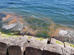 Plankton Patlaması Başladı: Marmara Denizinin Tekirdağ Kıyıları Turuncuya Büründü