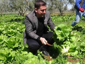 Marulun Tanesi Tarlada 2 Tl Markette 10 Tl