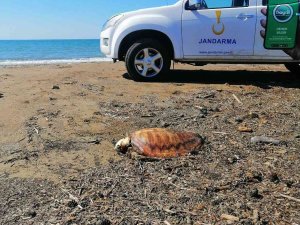 Denize Atılan Atıklar 4 Caretta Carettayı Telef Etti