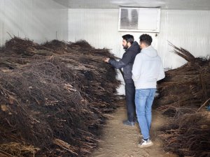 Van’da Çiftçilere Yüzde 50 Hibe İle Ceviz Fidanı Dağıtımı