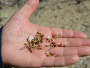 Kayısı Bahçelerini Don Vurdu