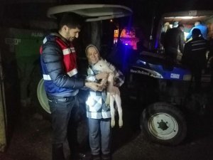 Balya’dan Çalınan Koyunlar Kepsut’ta Ele Geçirildi