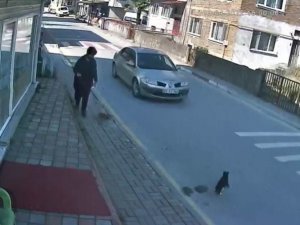 Sokak Kedisine Çarpıp Kaçan Sürücüye 2 Bin Tl Ceza