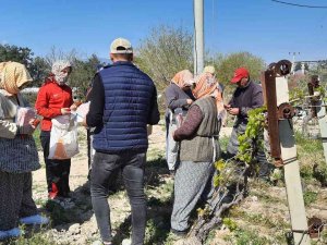 Üzüm Bağlarına Salkım Güvesine Karşı Biyoteknik Mücadele Alanları Artıyor