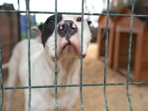 Hatay’da Yasaklı Irk Köpekler İçin Yeni Tedbir Alındı