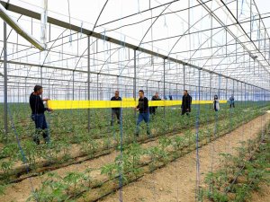 Sera Zararlılarının Önlenmesi İçin 450 Üreticiye Yapışkan Tuzak Dağıtıldı