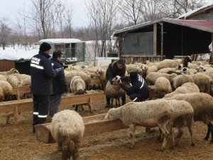 Küçükbaş Hayvanlar Salgın Hastalıklara Karşı Aşılanıyor