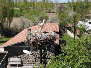 Elektrik Direğinin Tepesindeki Yuva, Leylek Ailesine Yaklaşık 20 Yıldır Ev Sahipliği Yapıyor