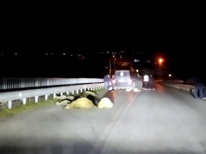 Minibüs, 100 Koyunun Arasına Daldı 11’i Telef Oldu