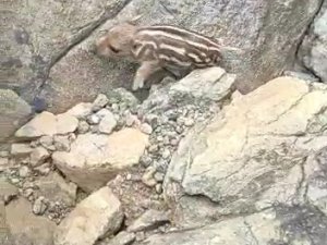 Yaban Domuzunu Gördü ’Pijamalarını Giymiş’ Söylemi İle Kahkahaya Boğdu