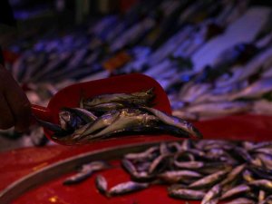 Sezonun Son Balıkları Tezgâhlarda