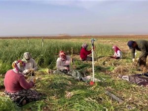 Şanlıurfa’da Sarımsak Alternatif Ürün Oldu