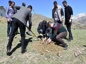 Sason’da İpek Böcekçiliği Geliştirme Projesi Dahilinde Dut Fidanı Dikildi