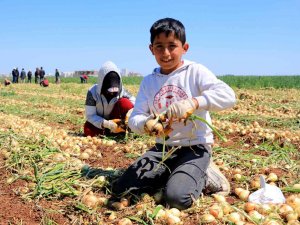 Sağlık Deposu Turfanda Soğan Hasadı Başladı