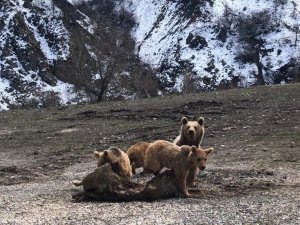 Tunceli’de Şamua Ve Ayılar Fotoğraflandı