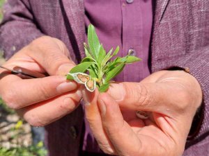 Kahta’daki Don Bademlere Büyük Zarar Verdi
