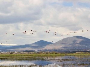 Flamingolar Hürmetçi Sazlığı’nda