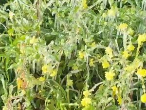 Şanlıurfa’da Don Ekinleri Ve Ağaçları Vurdu