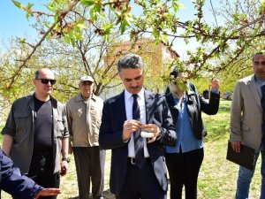 Vali Baruş, Hasar Gören Kayısı Bahçelerini İnceledi