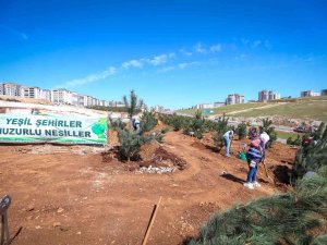 Büyükşehir 250 Karaçam Dikimi Yaptı