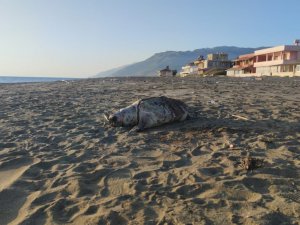 Hatay Sahilinde Ölü Caretta Caretta Bulundu