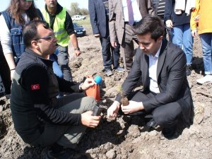 Şehit Ve Gaziler İçin Fidan Dikildi