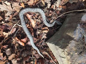 Sinop’ta Nesli Tehlike Altındaki Boynuzlu Engerek Görüntülendi