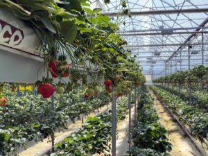 Sinop’tan Dünyaya Çilek İhracatı