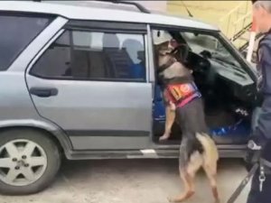 Uyuşturucu Zulasını Narkotik Köpeği Buldu