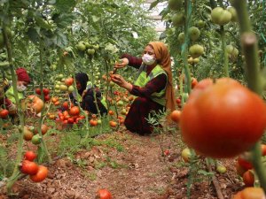 Belediye Serasında Yetiştirilen Domatesler İhtiyaç Sahiplerine Dağıtılıyor