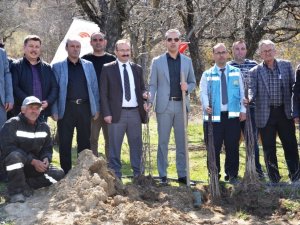 Emet’te Küreci Cinsi Elma Fidanları Toprakla Buluştu