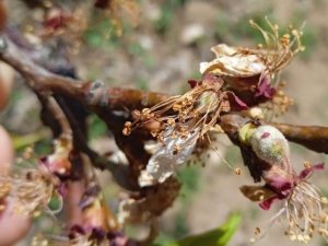 Başkan Çiçek, “Kayısıdaki Don Rekolteyi Etkileyecek”