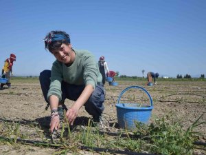 Antalya’da İlk Kuşkonmaz Hasatını Gerçekleştiren Kadın, Çiftçi Avrupa Ülkelerine Satışlara Başladı