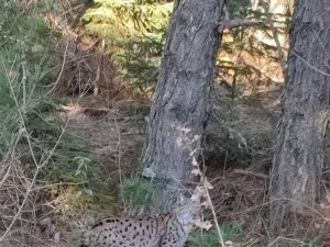 Nesli Tükenmekte Olan Vaşak Böyle Görüntülendi