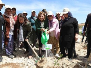 Büyükşehir, Tıbbi Ve Aromatik Bitkiler Ormanı Kurdu