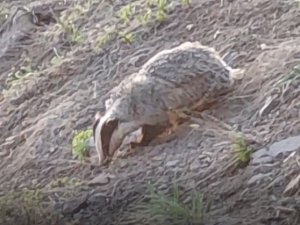 Tunceli’de Iucn Kırmızı Listesinde Yer Alan Porsuk Görüntülendi